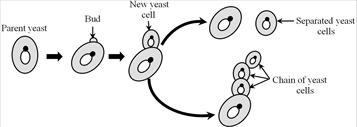 Image result for budding in yeast